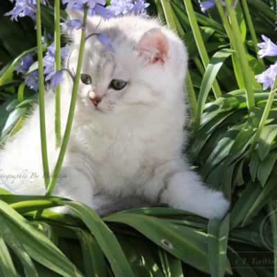 Romeo Of British Archanges