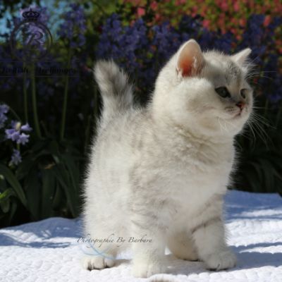 Réglisse Of British Archanges