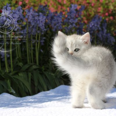 Romeo Of British Archanges