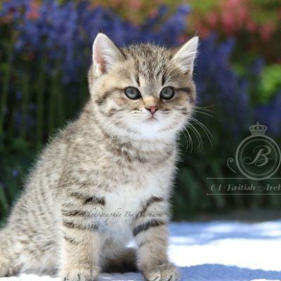 Rothchild Of British Archanges