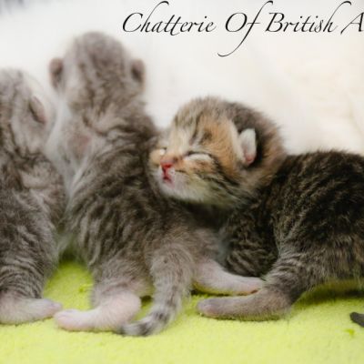 Chatterie Of British Archanges