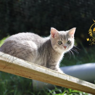 Ugolin Of British Archanges