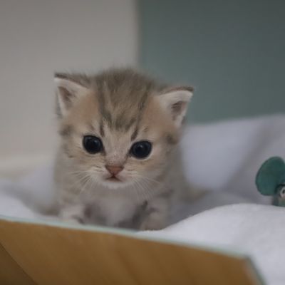 Ugho Of British Archanges