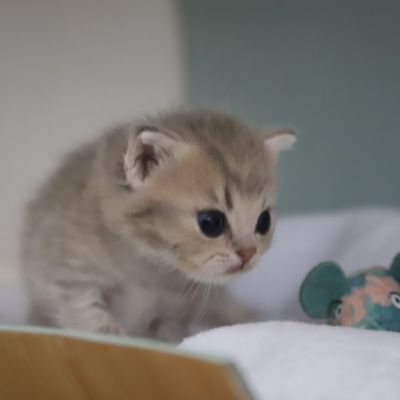 Ugho Of British Archanges