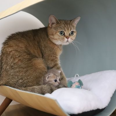 Ugho Of British Archanges