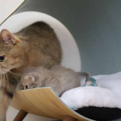 Ugho Of British Archanges