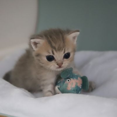 Ugho Of British Archanges