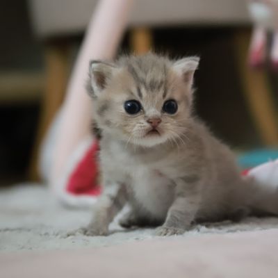 Ugho Of British Archanges