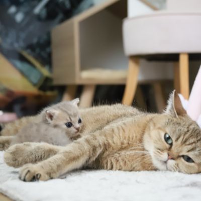 Ugho Of British Archanges