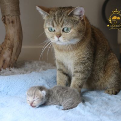 Ugho Of British Archanges