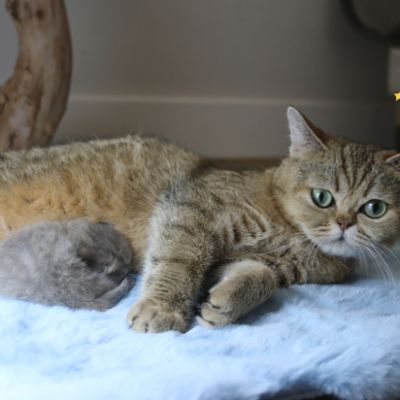 Ugho Of British Archanges