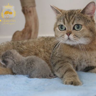 Ugho Of British Archanges