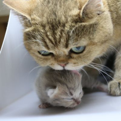 Ugho Of British Archanges