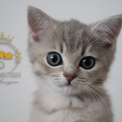 Ugolin Of British Archanges