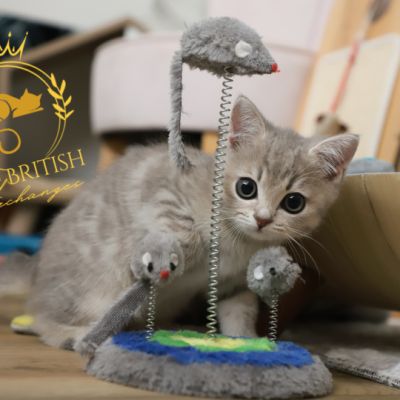 Ugho Of British Archanges