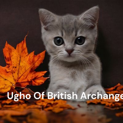 Ugolin Of British Archanges