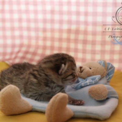 Rôdons Of british Archanges