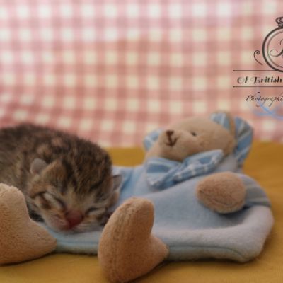 Rôdons Of british Archanges