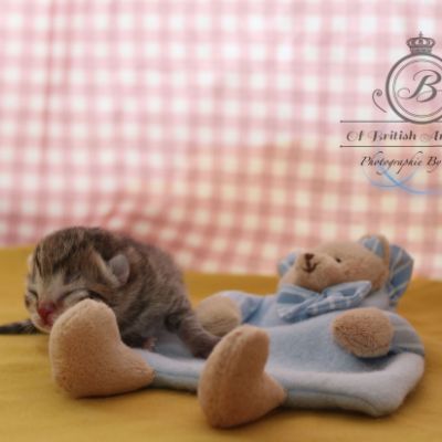 Rôdons Of british Archanges