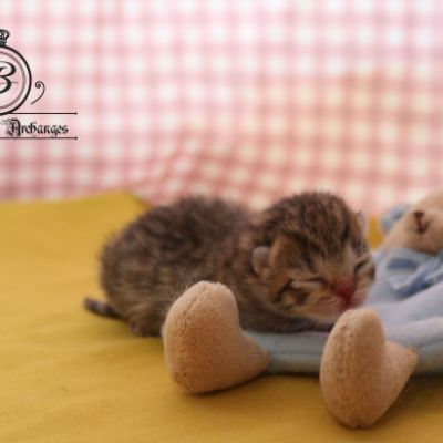 Rôdons Of british Archanges