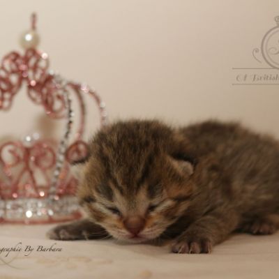 Rôdons Of british Archanges