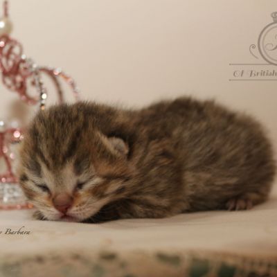 Rôdons Of british Archanges