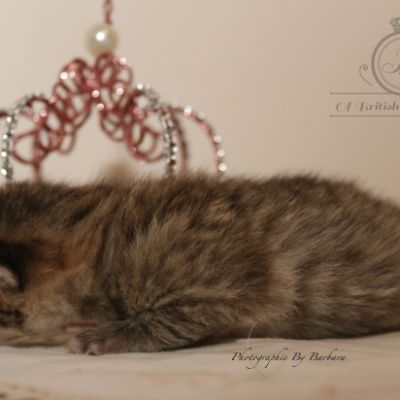 Rôdons Of british Archanges