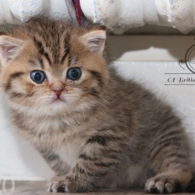 Rôdons Of british Archanges