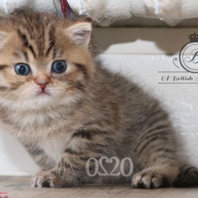 Rôdons Of british Archanges