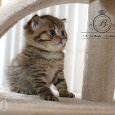 Rôdons Of british Archanges