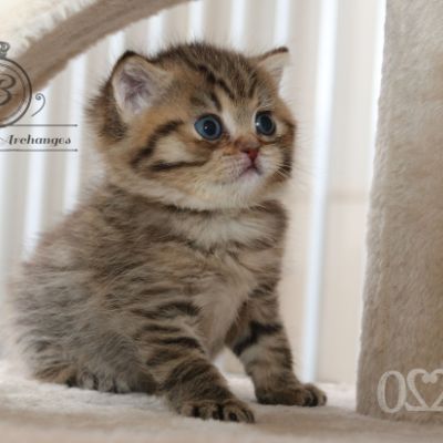 Rôdons Of british Archanges