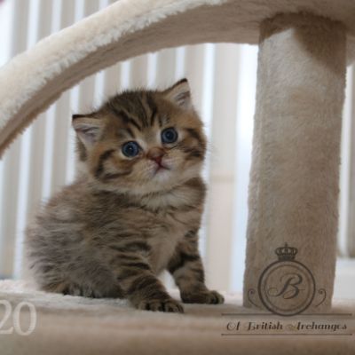 Rôdons Of british Archanges