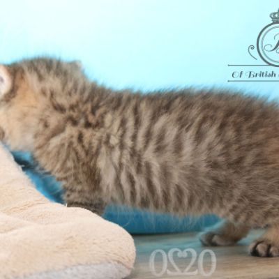 Rôdons Of british Archanges