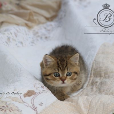 Rio Of british Archanges