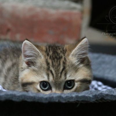 Rio Of british Archanges