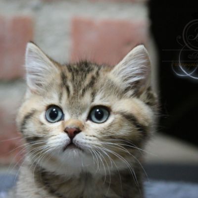 Rio Of british Archanges