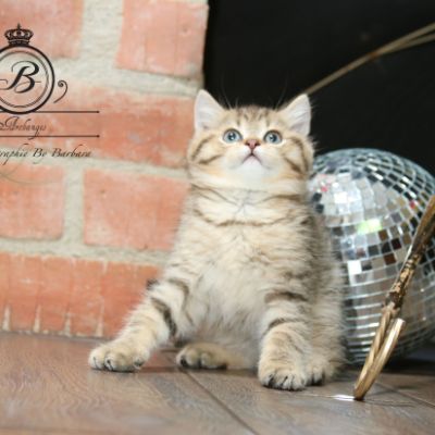 Rio Of british Archanges