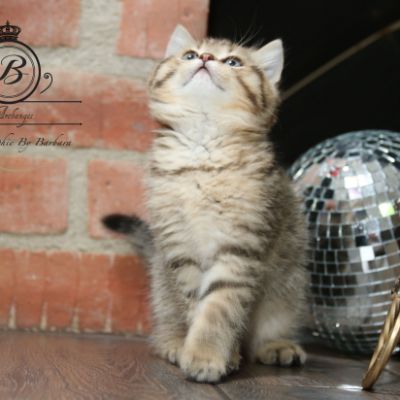 Rio Of british Archanges