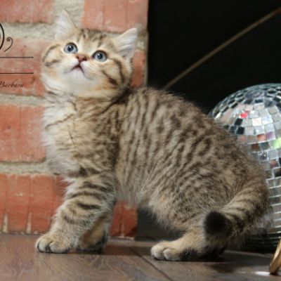 Rio Of british Archanges