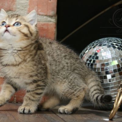 Rio Of british Archanges