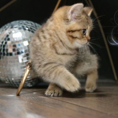 Rio Of british Archanges