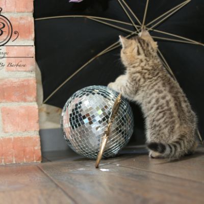 Rio Of british Archanges