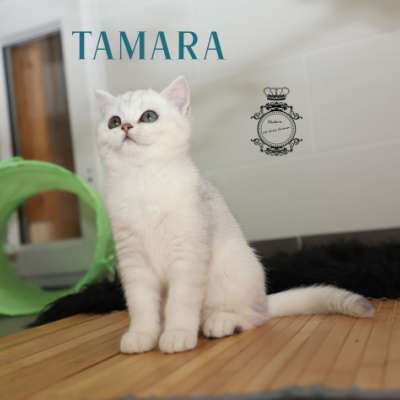 Tamara Of british Archanges