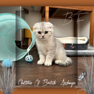 Uguette Of british Archanges