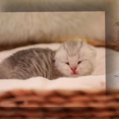 Uguette Of british Archanges