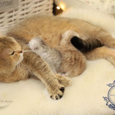 Uguette Of british Archanges