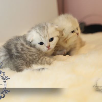 Uguette Of british Archanges