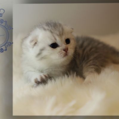 Uguette Of british Archanges