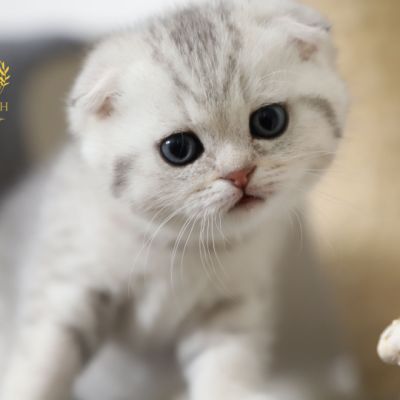 Uguette Of british Archanges