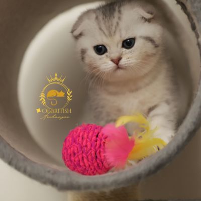 Uguette Of british Archanges